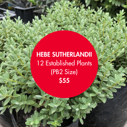 12 Hebe Sutherlandii Box